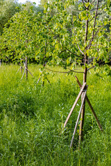 tree trunk bolstered with a stick in the park