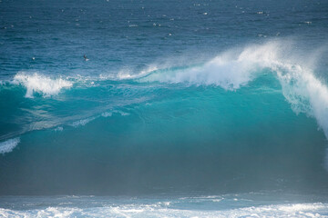 petrelle de barreau and wave