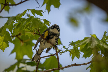 Yellow-rumped Warbler perched on a tree branch
