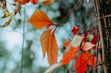 Orange virgina creeper leaf close up with bokeh background