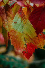 Vertical multi coloured virginia creeper autumn leaf close up