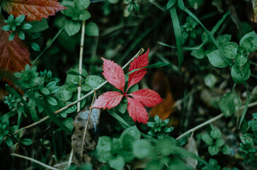 Red virginia creeper leaf in green grass
