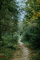 Unrecognisable person with walking sticks in fall forest