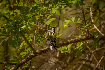 Chestnut-sided Warbler perched on a tree branch