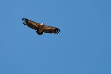 Griffon Vulture (Gyps fulvus) in flight in Monfrague National Park, Extremadura, Spain.