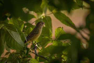 Palm Warbler perched on a tree branch
