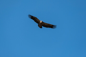 Griffon Vulture (Gyps fulvus) in flight in Monfrague National Park, Extremadura, Spain.