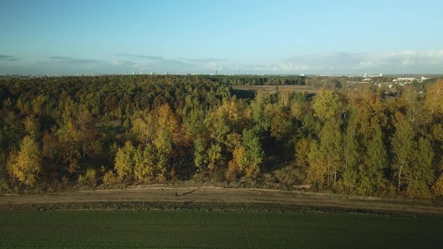 Agricultural crops. Field with green sprouts. Winter culture. Along the edges of the field is a forest with yellowed autumn leaves. Aerial photography.