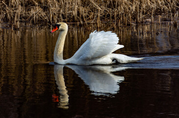 swan on the lake