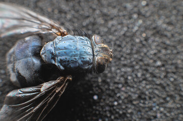 Dead fly lying upside down, macro shot. Insect on a dark background