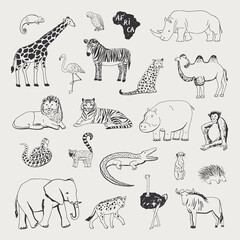 Obraz premium African animals vector illustrations line set.