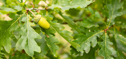 green acorns and oak leaves