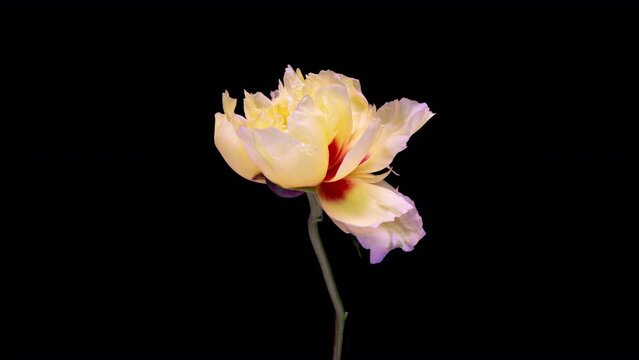 Beautiful yellow Peony background. Blooming peony flower open, time lapse 4K UHD video timelapse. Easter, birthday, spring, Valentine's day, holidays concept