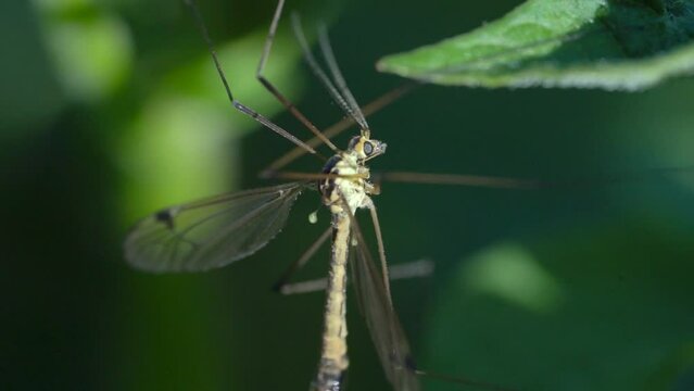 Male Crane Fly Tipula Rufina Resting on a Leaf Before Fleying Off - Macro Detailed Shot
