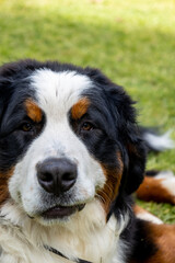 Specimen of three colors of dog.