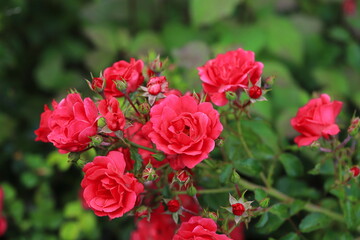 rote Rosen (Rosa/ Rosales) im Garten