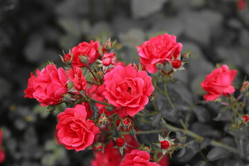 rote Rosen (Rosa/ Rosales) im Garten