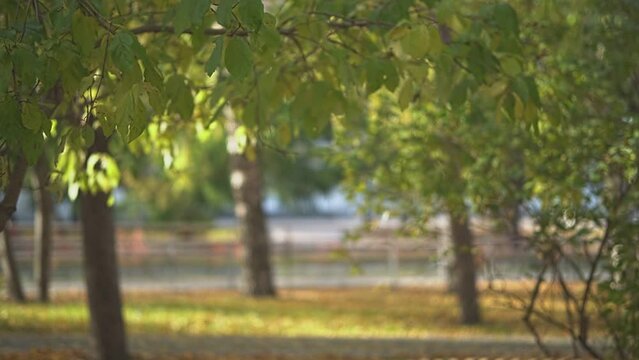 a girl walks through the park with a book in her hands. slow motion video