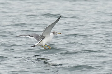 black tailed gull in a seashore