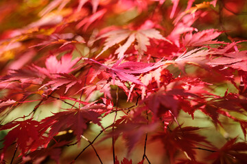 Colorful and bright background made of fallen autumn leaves