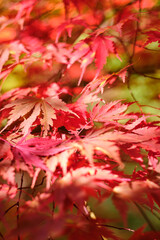 Colorful and bright background made of fallen autumn leaves