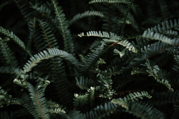 Green fern in the dark.