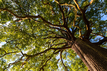 Big and old Oak Tree (Quercus) on sunny autumn day with bright green leaves, blue sky and sun in a...