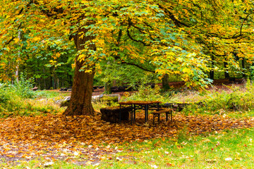 Idyllic picnic area at Urach waterfall cascade “Uracher Wasserfall“ under a maple tree (Acer) with colorful foliage in autumn season. Beer tent set covered with fallen leaves in natural reserve forest