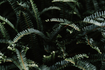 Green fern in the dark.