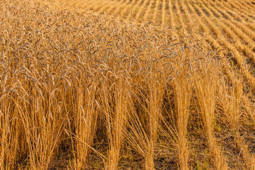 Close up of ripe wheat ears. Beautiful backdrop of ripening ears of golden field.