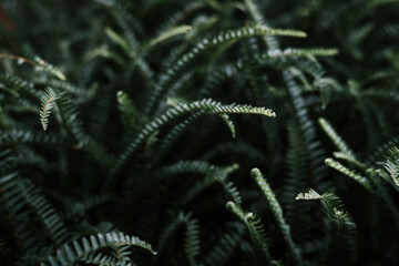 Green fern in the dark.