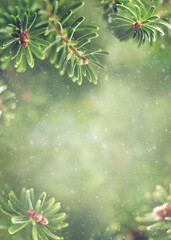 Beautiful green fir tree branches. Christmas and winter concept. Soft focus,blurred snowy...