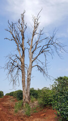 Fototapeta na wymiar Árvore seca em meia a plantação de café na terra vermelha do norte paranaense do brasil.