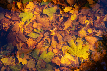 Yellow leaves float in the water in golden sunlight. Natural autumn background close up. View from above