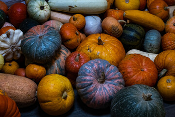 pumpkins and gourds