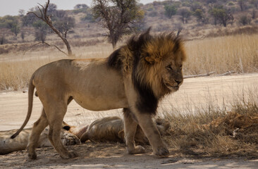 Black-maned Kgalagadi (Kalahari) lion walking side-view