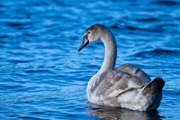 young swan swimming in the water