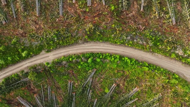 A logging road with felled trees waiting to be trucked away. The forestry sector has clear cut a section of forest and left behind trees to be processed.