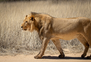 Naklejka premium Young wild male lion walks in grasslands in Africa