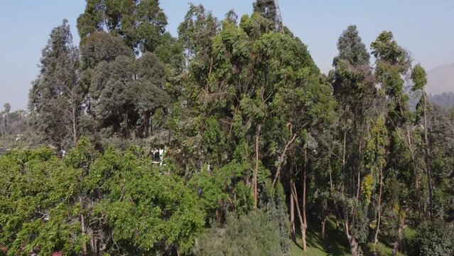 Drone video flying upwards over tree tops revealing mountains in the background and much more forested area. Located in Lima, Peru in the Chosica district.