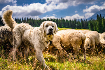 Owce, pies pasterski, owczarek podhalański w górach, polska, wypas owiec © Sławek Rakowski