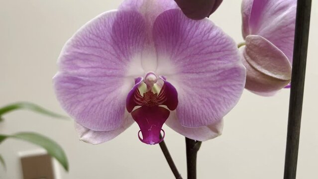 Video of a blooming orchid flower. Camera goes ner the flower with a close up. The petals of the flower has a beautiful purple color. Recorded with an iphone 13 pro in 4k quality in 60 fps.