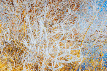 Wonderful rime ice crystal pattern texture on the bush branches on the sunny autumn morning.