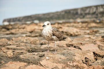 Gaviota de mar, blanca, marrón, café con leche