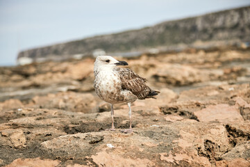 Gaviota de mar, blanca, marrón, café con leche
