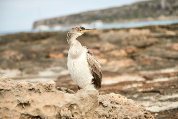 Cormorán de Socotra, Cormorán, cormoranes, buceo