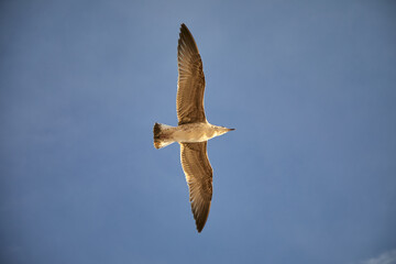 Gaviota de mar, blanca, vuelo, cielo, contrapicado