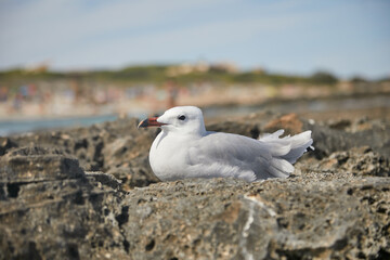 Gaviota de mar, blanca