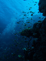 Fototapeta na wymiar underwater landscape in red sea, Egypt