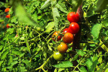Branch of home grown cherry tomatoes in the garden bed. Bunch of tomatoes on the bush. Rich harvest of plum tomatoes in vegetable garden